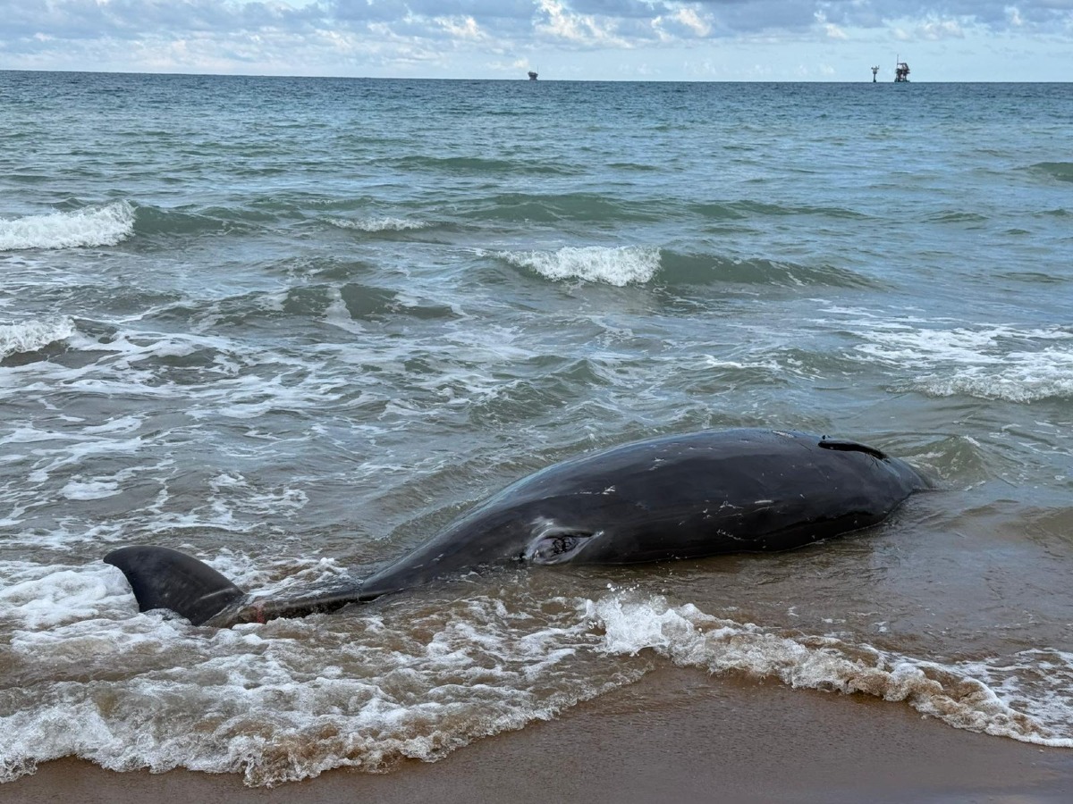 Un caso rarissimo per il Mediterraneo: rinvenuta a Crotone una femmina gravida di Zifio  - 