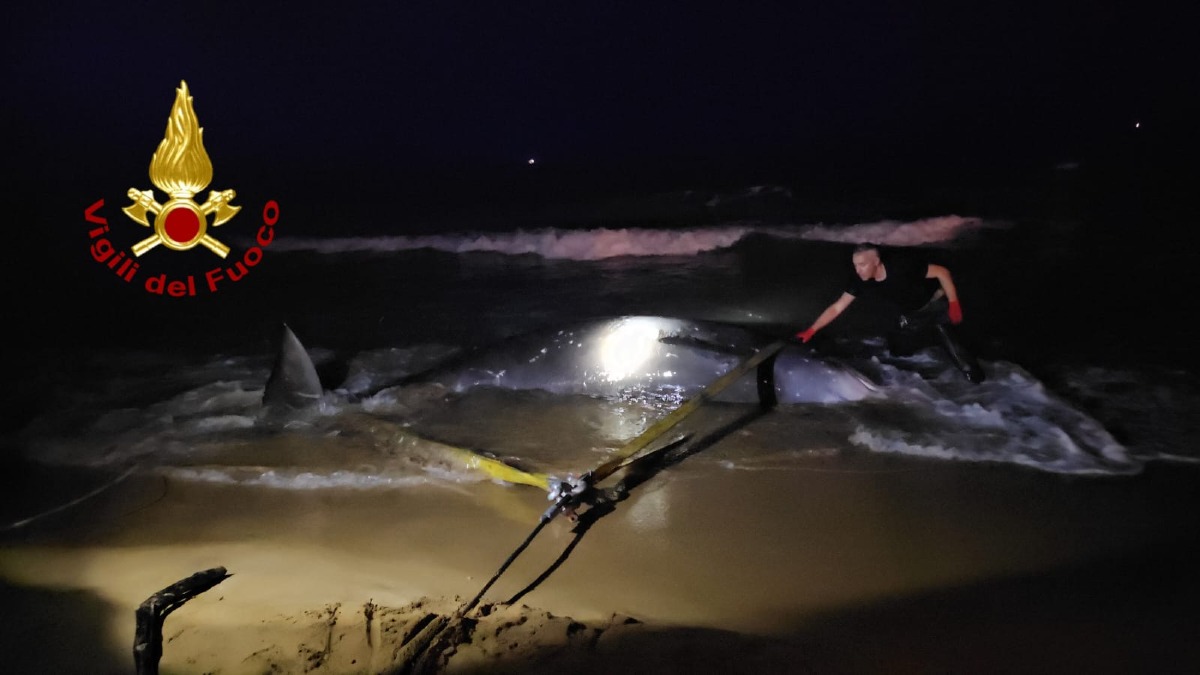 (VIDEO) Crotone - Cetaceo di grosse dimensioni salvato dai Vigili del Fuoco - 