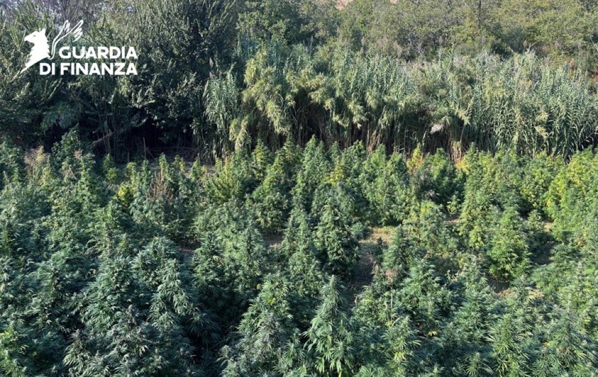 (VIDEO) Cosenza, sequestrata maxi piantagione di cannabis a Tarsia - 