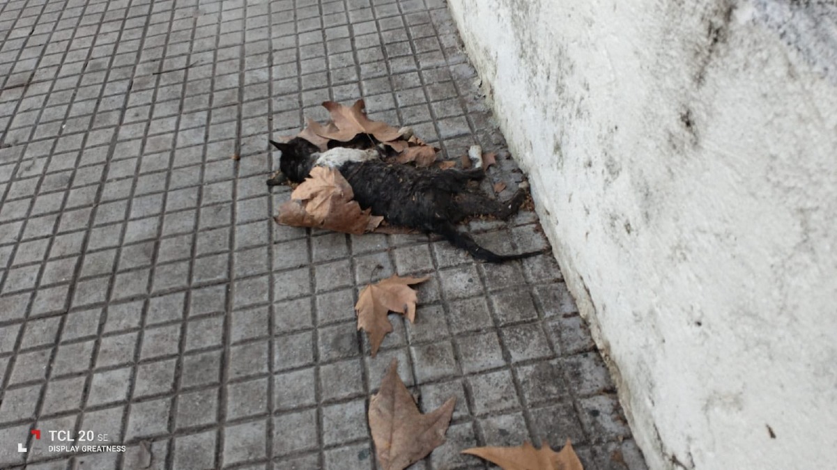 Crotone - Violenza sui gatti nel centro storico: “Sempre lo stesso copione” - 