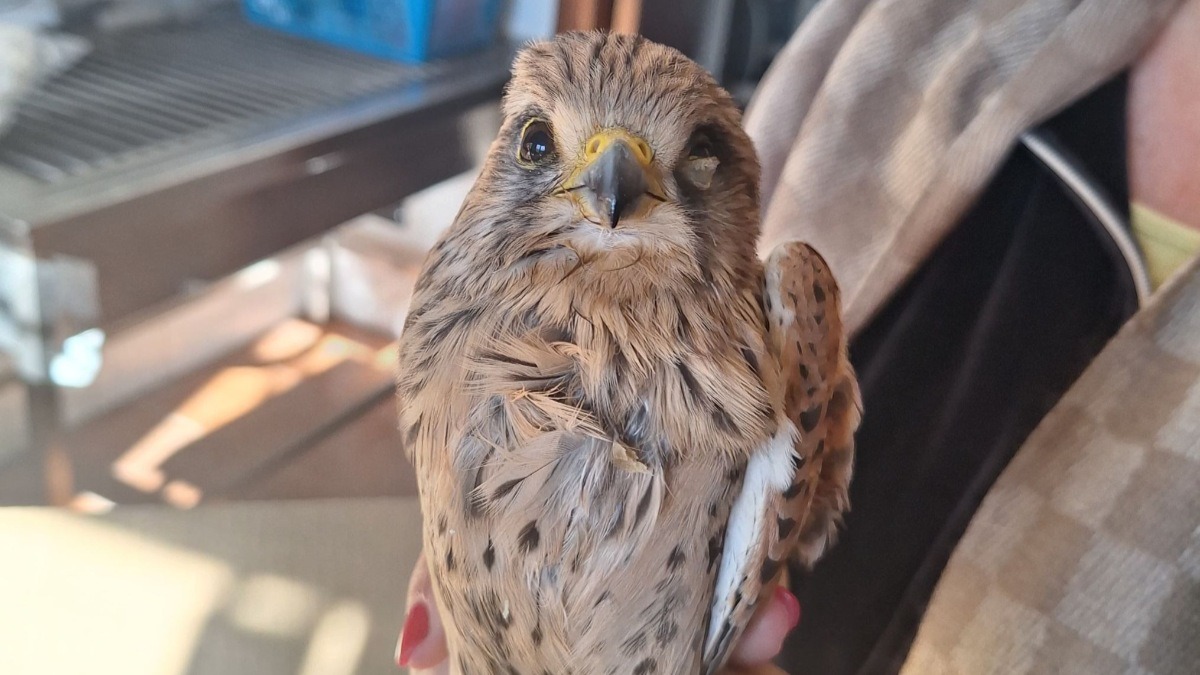 Crotone, falchetto ferito soccorso da un cittadino - 