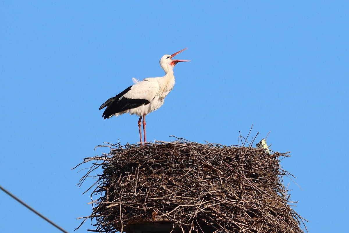 Un simbolo di speranza e resilienza: la Cicogna Bianca avvistata in Calabria - 