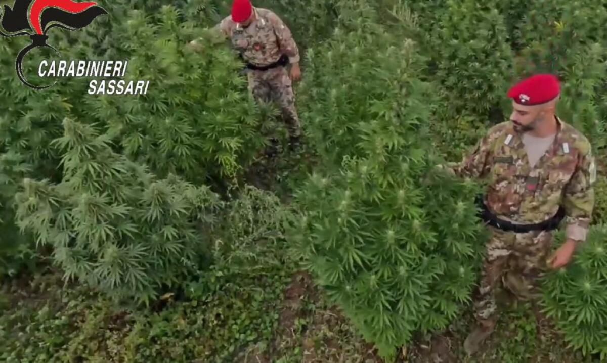 Blitz antidroga in Sardegna, 21 misure cautelari - 