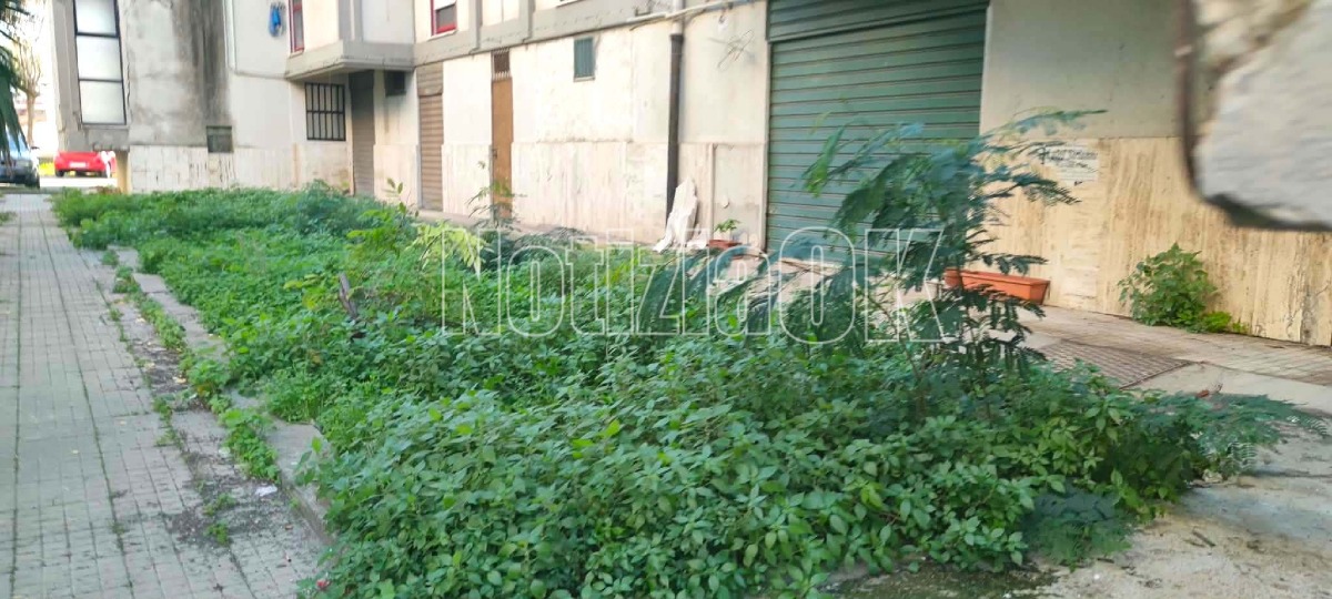 Via Giuseppe Tommasi di Lampedusa - (Redazione - 11.12.2025) 6