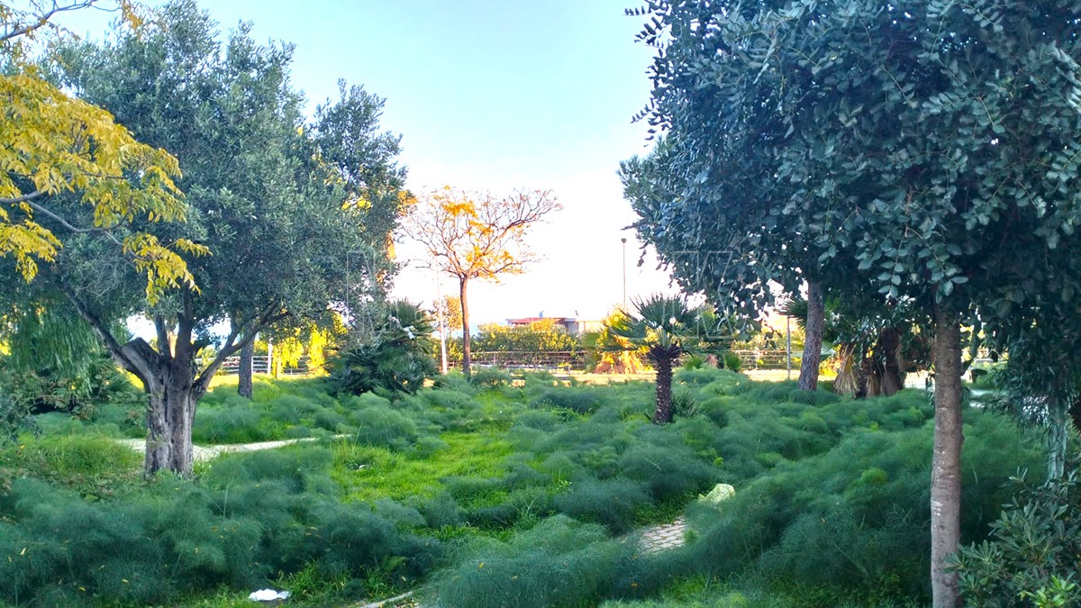 Belvedere-San-Domenico-(Redazione-11.12.2025)