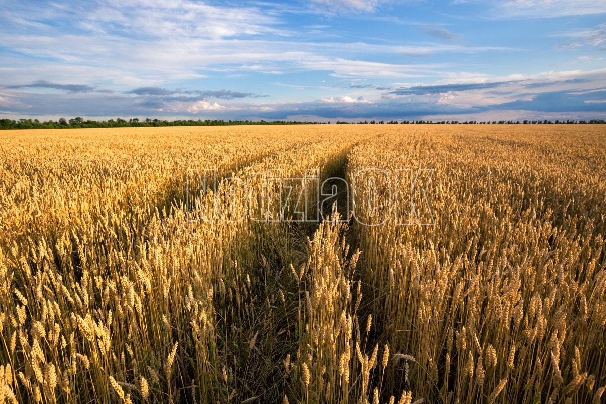 Pac: risultato del governo che ha riportato 10 miliardi agli agricoltori italiani - 
