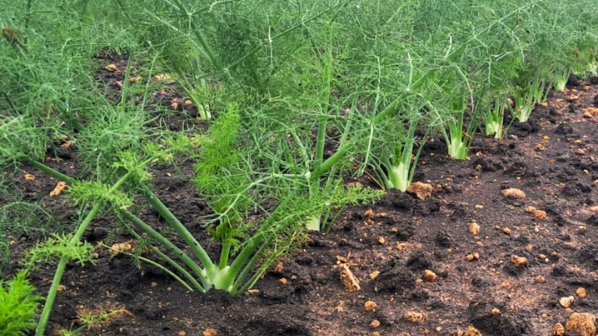 Il Finocchio IGP di Isola Capo Rizzuto protagonista su Italia 1 - 