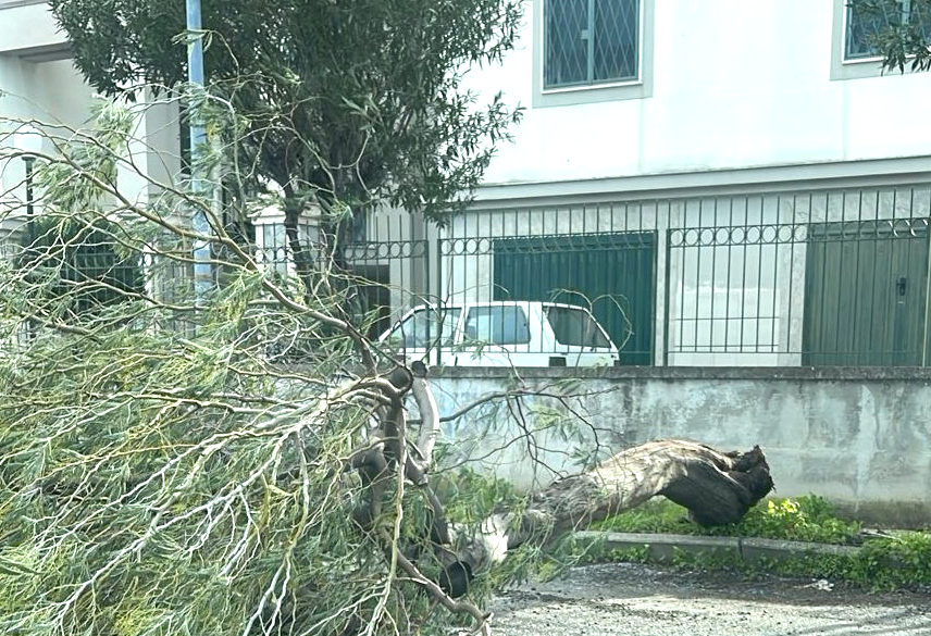 Venti forti a Corigliano-Rossano, caduta di rami, alberi e pali elettrici - 