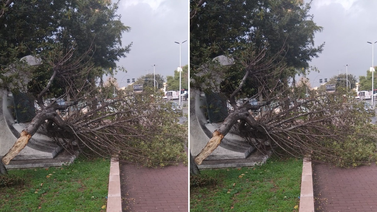 Crotone, albero abbattuto dal vento in Corso Mazzini: - 