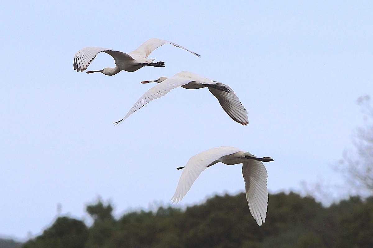 La natura si riappropria dei suoi spazi: la Spatola Inanellato dell'Ungheria arriva in Calabria - 