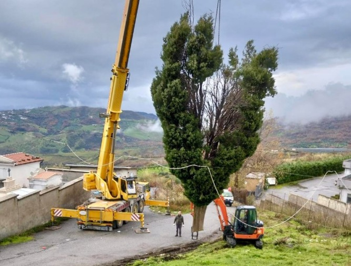  Il Comune di Lungro avvia la rimozione delle alberature per la sicurezza del Cimitero Comunale  - 