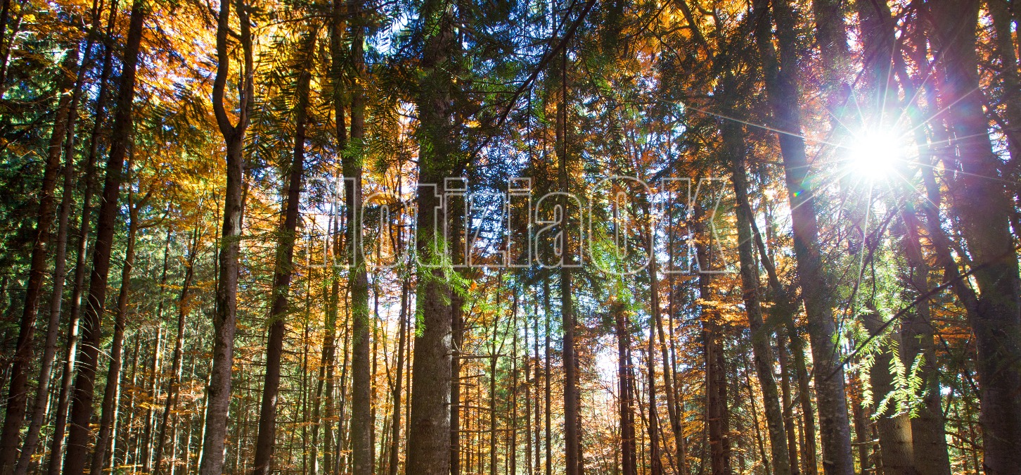 A Rende la conferenza di ornitologia, tra nuovi studi e azioni di conservazione - 
