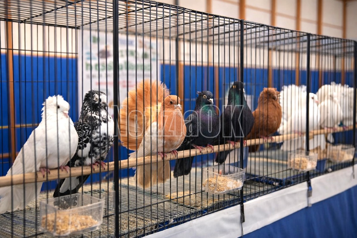 Colori, piume e passione: a Feroleto Antico la grande mostra di avicoli e colombi - 