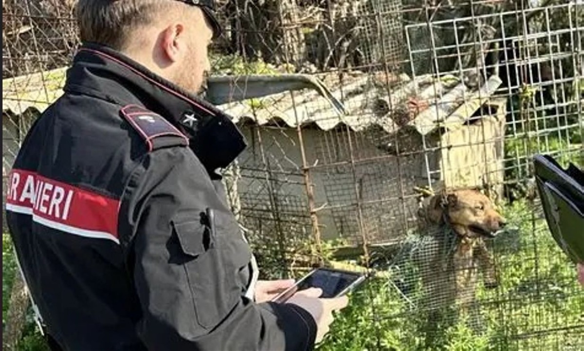 Catanzaro, sanzioni a Chiaravalle Centrale per cani legati e in stato di incuria - 