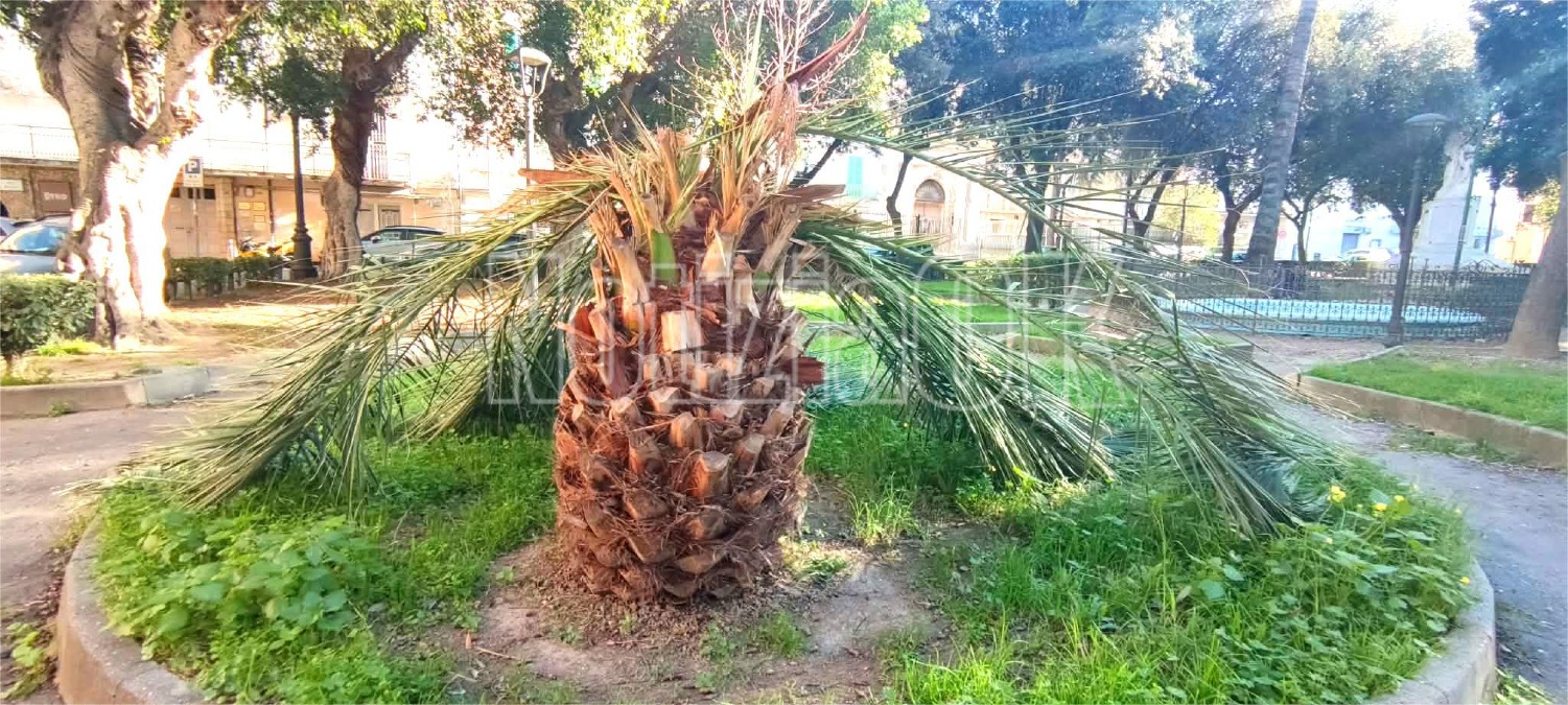 Nei Quartieri di Crotone - Piazza Umberto I: la natura alza bandiera bianca - 
