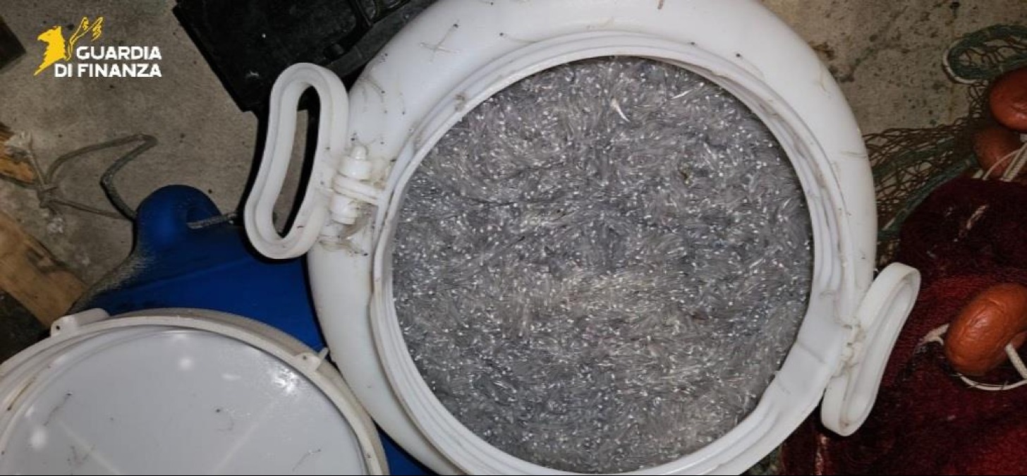Pesca di frodo nel Reggino, sequestrati oltre 55 chili di novellame di sarda - 