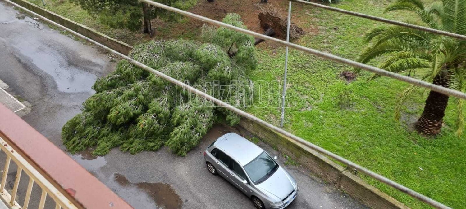 Crotone, il maltempo non dà tregua: albero abbattuto dal vento a Tufolo - 