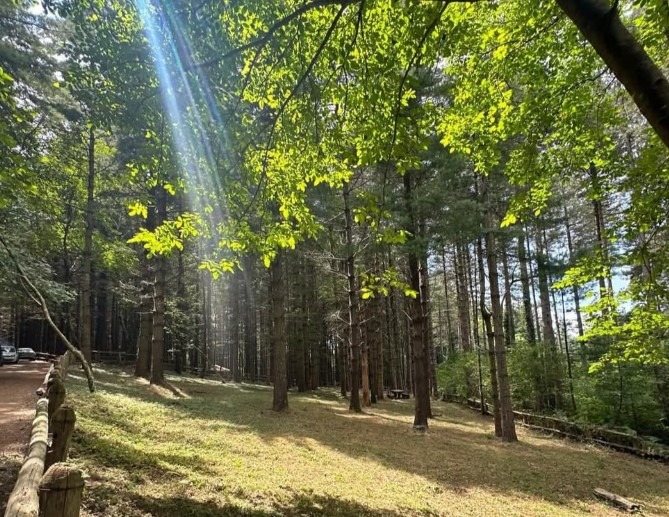 Nocera Torinese: firmata la consegna del bosco comunale, parte la valorizzazione della montagna - 
