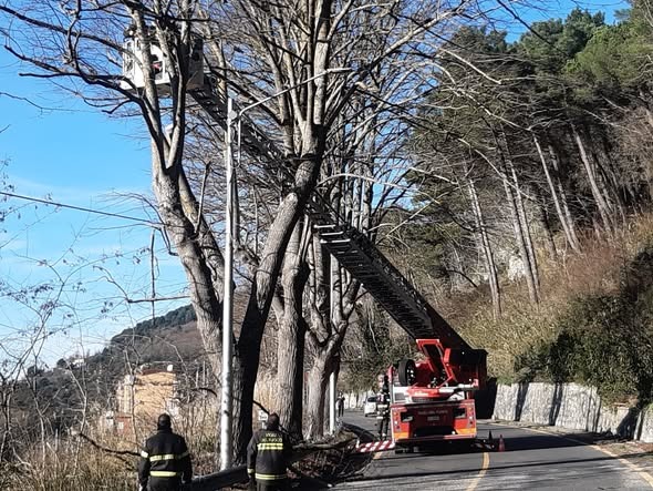 Tiriolo, intervento di sicurezza in Viale dei Mille: abbattute 11 piante e potate 46 - 