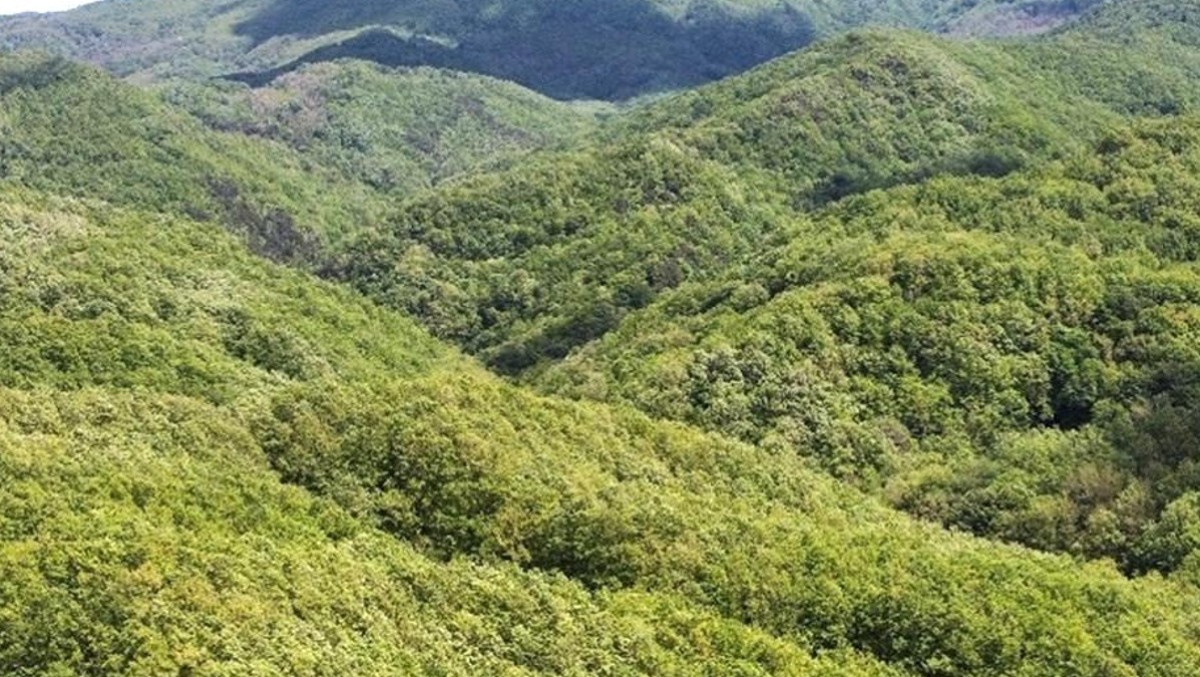 Calabria Verde, adottato il Piano di gestione e assestamento forestale - 