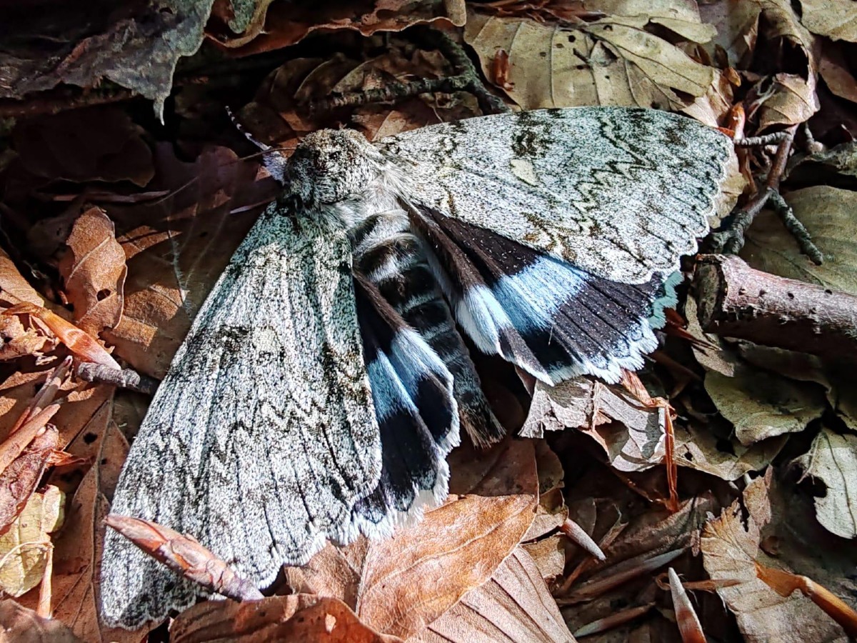 Il Parco Nazionale del Pollino in prima linea nella ricerca sugli impollinatori notturni - 