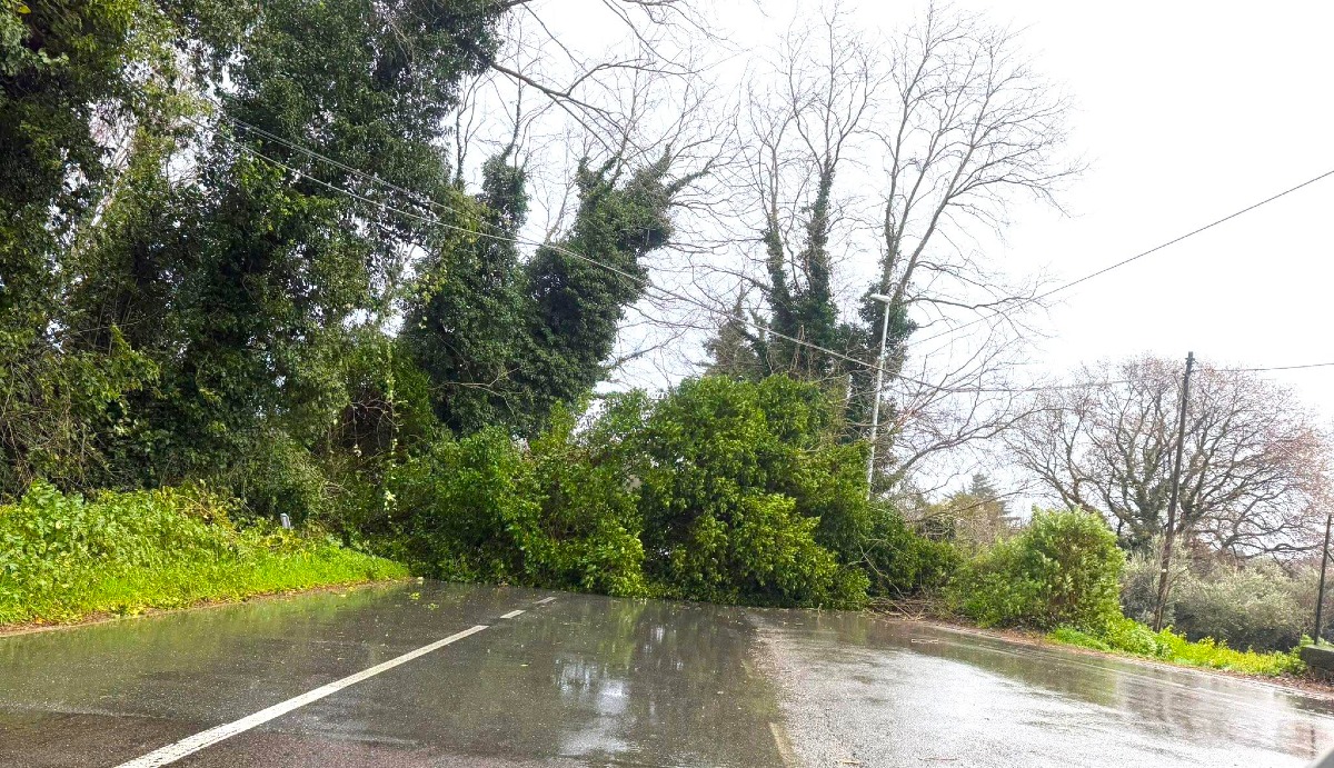 Girifalco, albero cade sul manto stradale: transito veicolare deviato - 