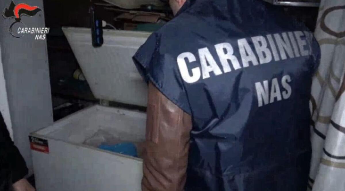 Macellazione clandestina a Salerno, sequestrati 6 quintali di carni - 