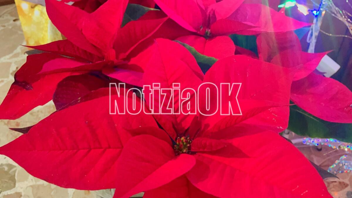 Lifestyle - Come curare la tua Stella di Natale  - 