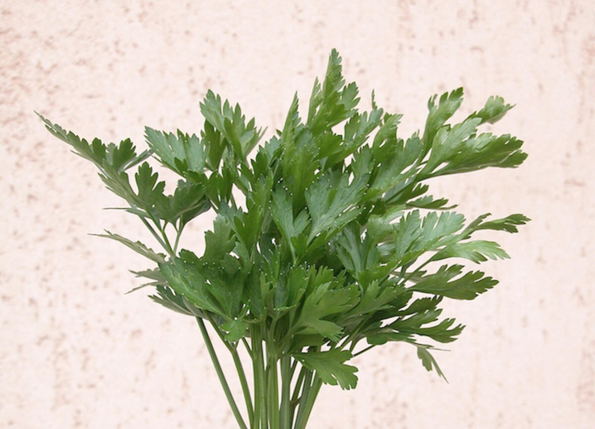 Lifestyle - Mal d’auto? Il prezzemolo come rimedio naturale - 