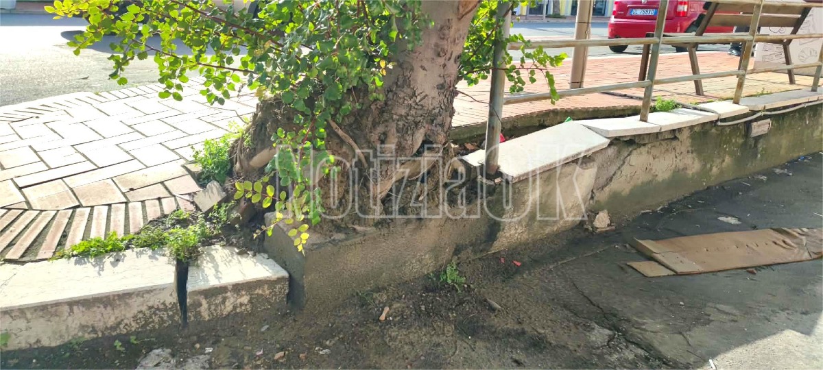 Albero va Mario Nicoletta - Redazione - 22.01.2026