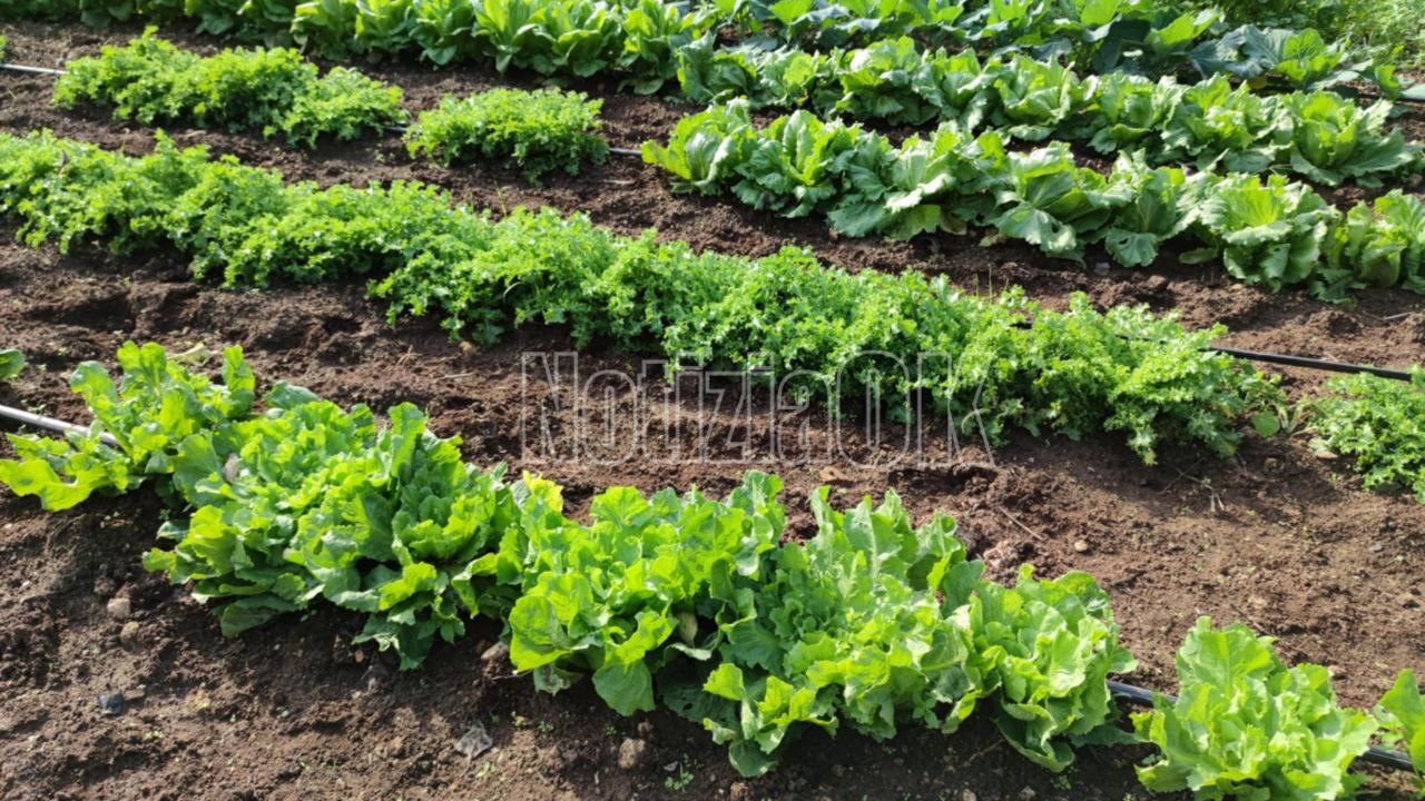 Acli e Acli Terra Provinciali Catanzaro: "La Regione programmi e finanzi Piani per il clima" - Foto: Redazione