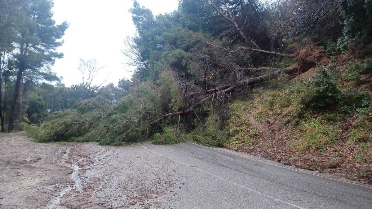 Alberi caduti sulla Strada Provinciale 53 nel crotonese: intervento dei Vigili del Fuoco - 