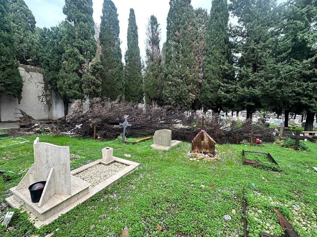Forte tramontana a Crotone, albero cade nel cimitero comunale - 