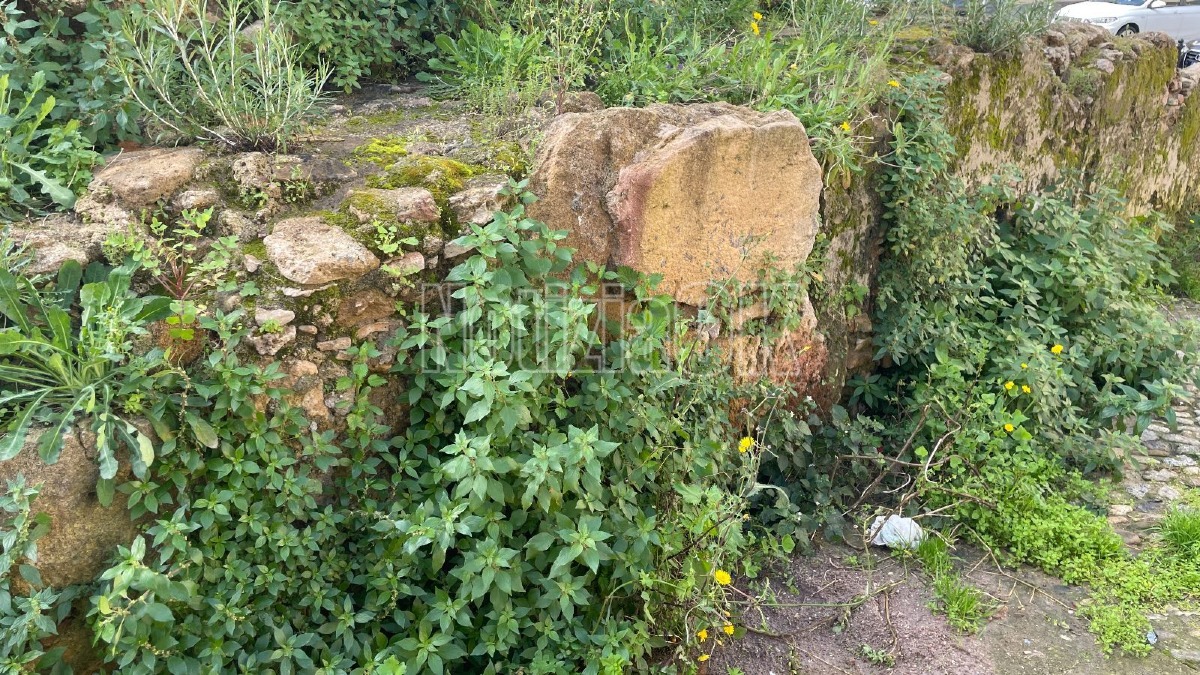 Il "Kastron" dimenticato: tra erba alta e incuria, scompare la storia bizantina di Crotone - 