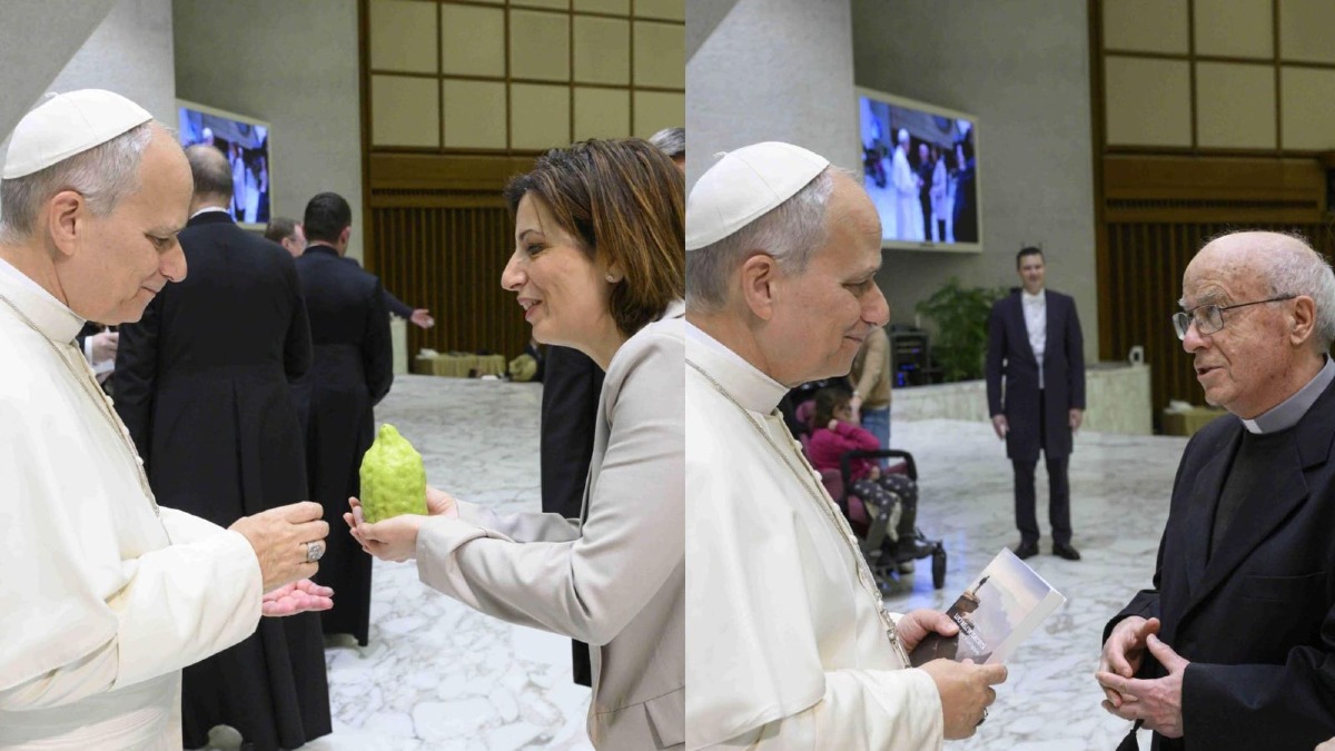 Il Cedro di Santa Maria del Cedro donato a Papa Leone XIV per i 60 anni di sacerdozio - 