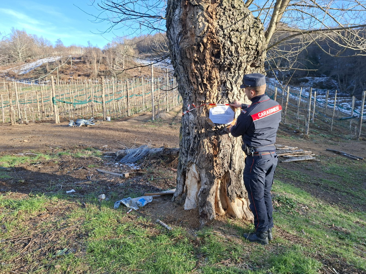 Taglio abusivo nel bosco di Decollatura, colti in flagrante due responsabili - 