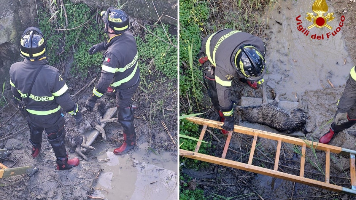 Crotone - Vigili del Fuoco salvano un cane intrappolato nel fango  