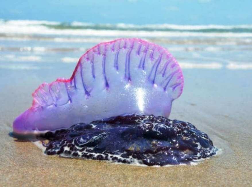 Avvistata la Caravella portoghese in Italia: il Circolo Ibis invita alla prudenza sulle coste crotonesi - 