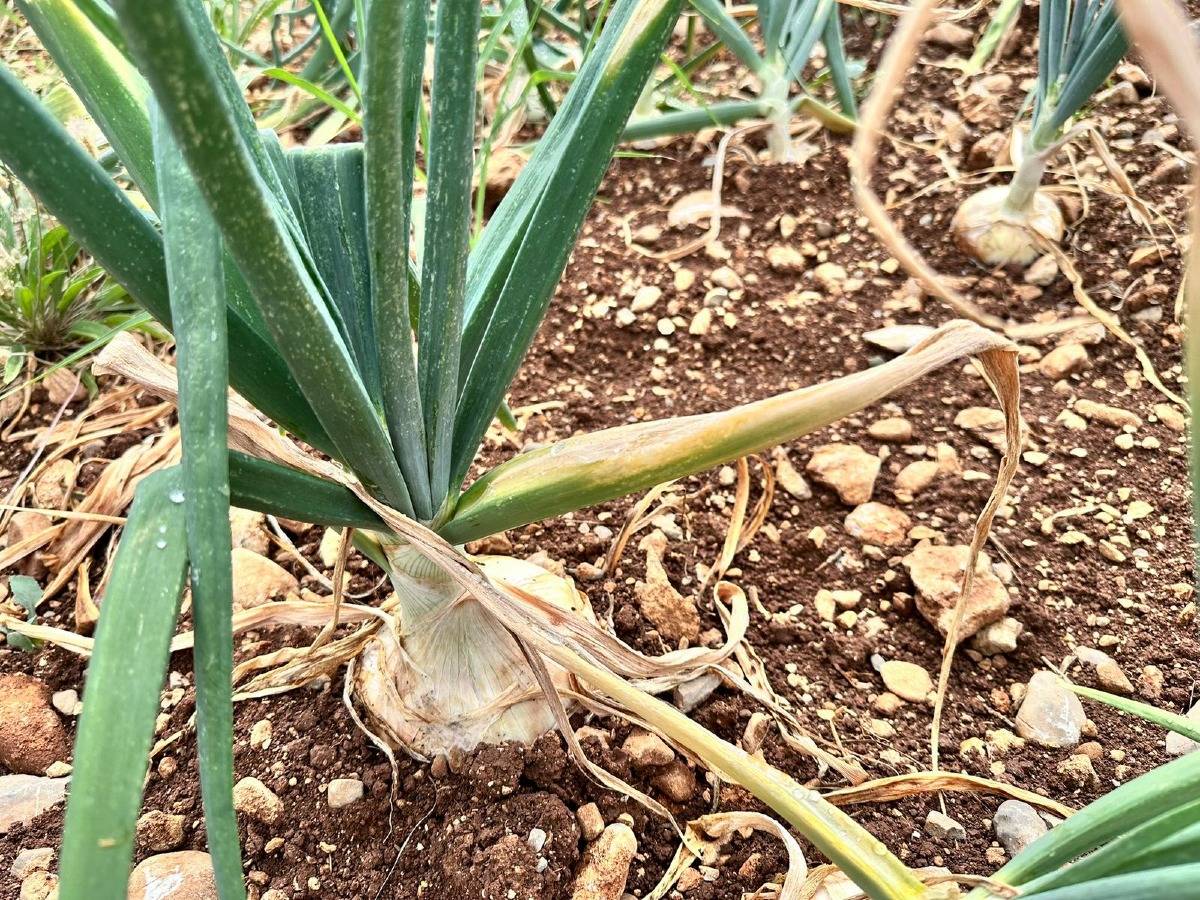 La Cipolla di Castrovillari tra tradizione e innovazione: un percorso di valorizzazione e sinergia - 