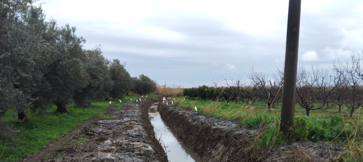 Consorzio di Bonifica: interventi nel cosentino per garantire sicurezza e continuità ai territori - 
