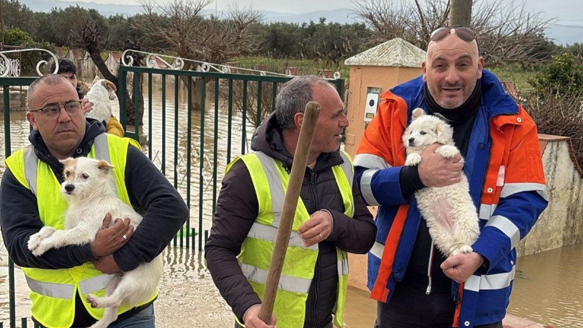 Maltempo sul Cosentino, fiume Crati esonda: cagnolini salvati da Isola Ambiente Apnea - 