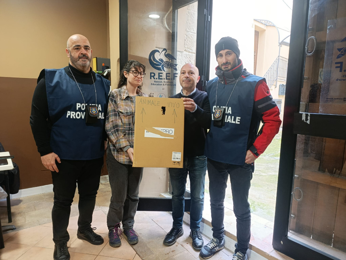 Crotone - Salvato un esemplare ferito di sparviero  - 