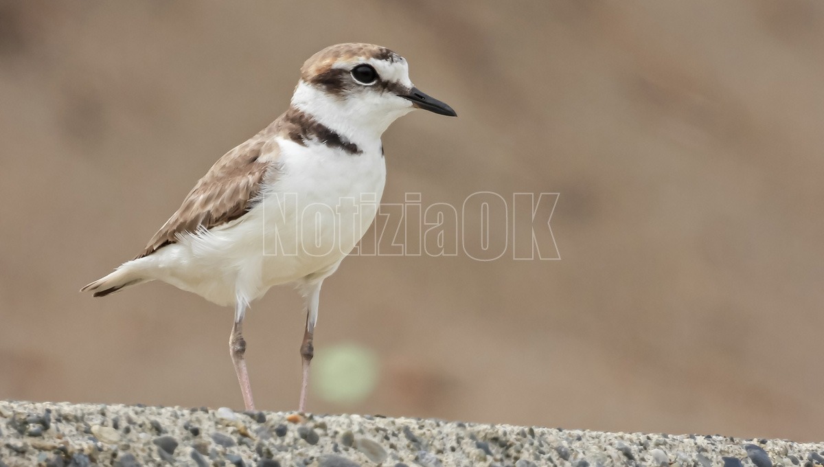 Parte Life Alexandro per proteggere il Fratino sulle coste calabresi - Foto: Redazione