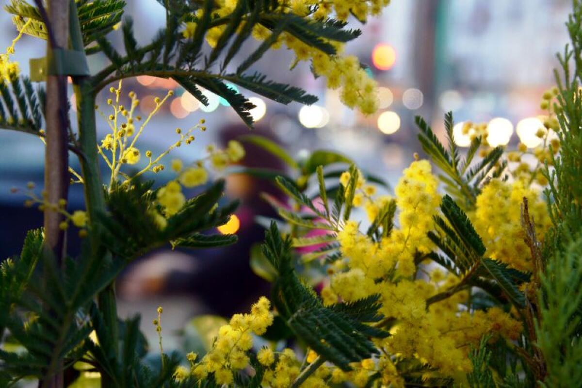 8 marzo, su Tivusat una maratona di musica al femminile da tutto il mondo - 