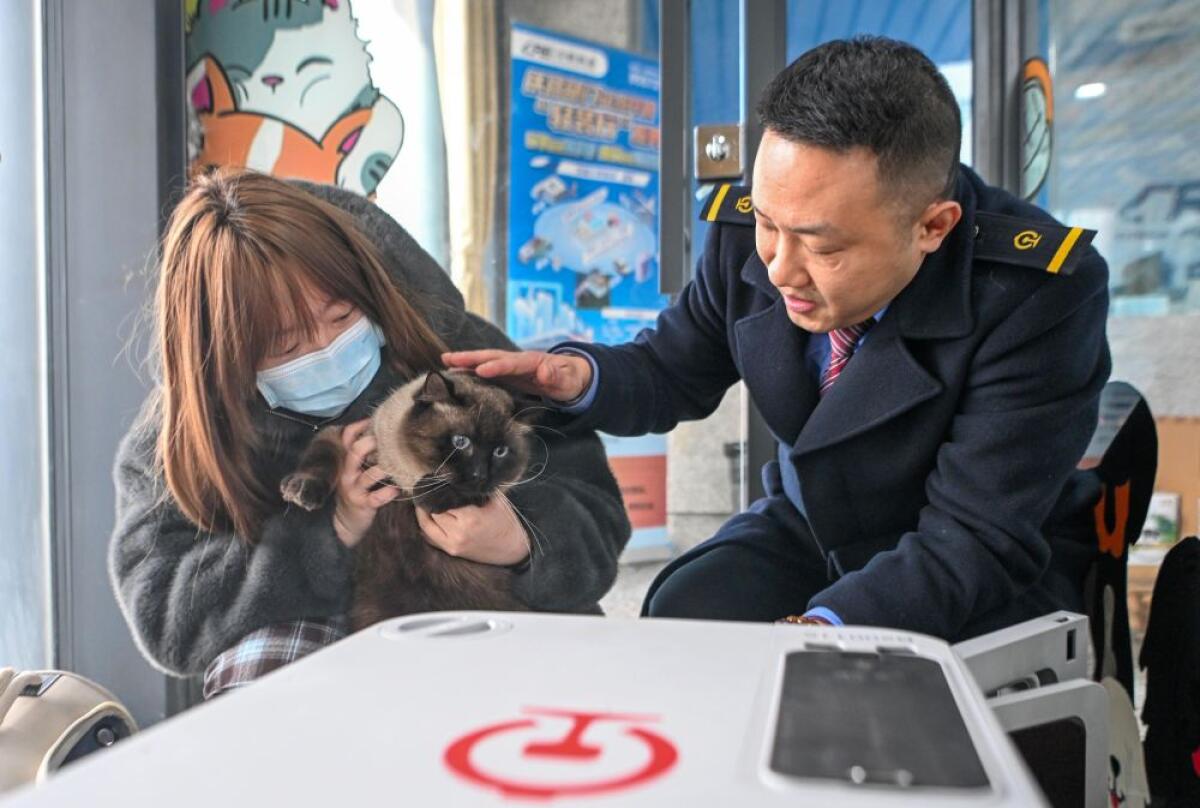 Cina, gli animali domestici adesso possono viaggiare sui treni ad alta velocità - 