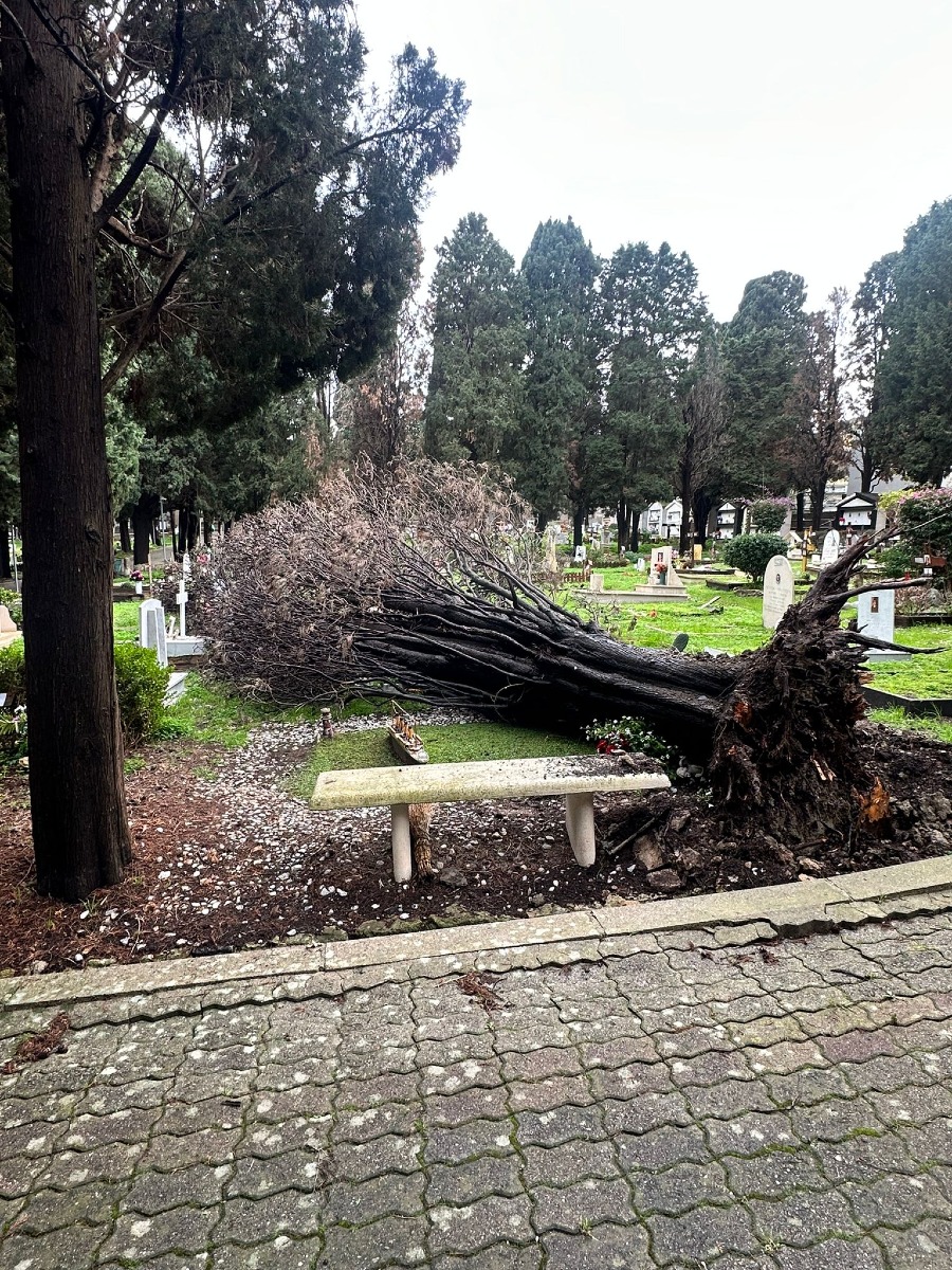 Alberi Caduti Cimitero di Crotone redazione 1.02.2026 