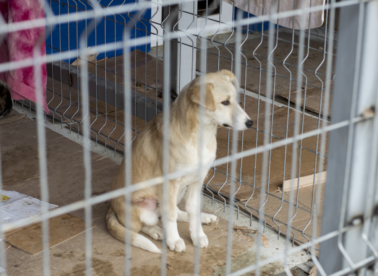 Lattarico, pochi volontari e tanti cani: appello della Croce del Sud ODV - Foto: Redazione