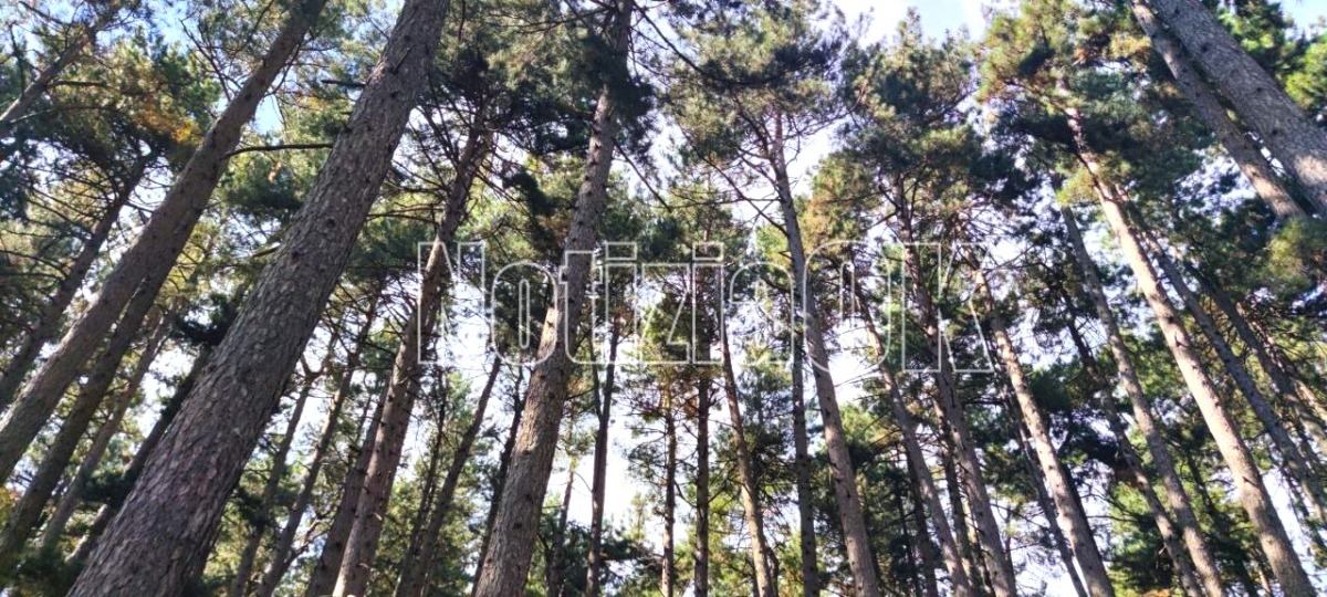 Tornano le Giornate FAI di Primavera: porte aperte nei simboli di Catanzaro e Cosenza - Foto: Redazione