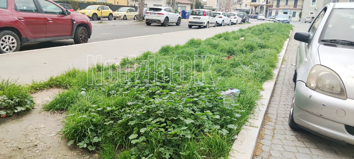 Nei Quartieri di Crotone - Via Claudio Crea: il verde c'è, la speranza pure - Foto: Redazione 