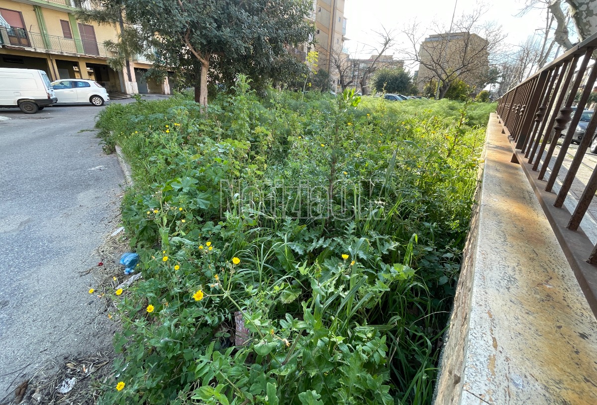 Nei quartieri di Crotone: erba alta nel giardinetto di via Giuseppe Di Vittorio a Fondo Gesù - Foto: Redazione 